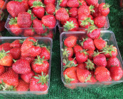 organic_local_strawberry